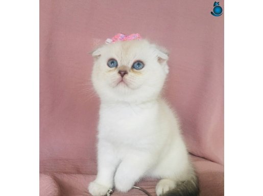 Safkan scr A kalite silver güzel bebekler 