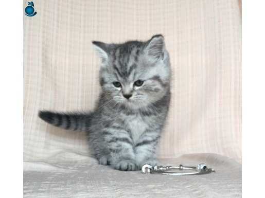 Safkan Ayı kafa yuvarlak yüz silver muhteşem 