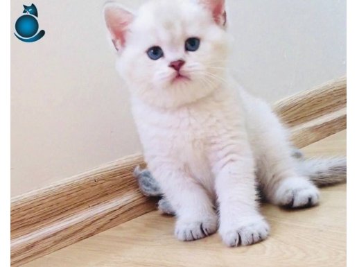 British shorthair safkan genlerden gelen güzellikler