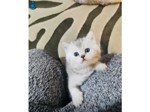 Safkan ırk ayı kafa çok güzel bebekler 