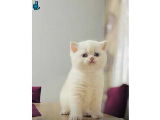 Safkan A kalite golden point ayıcık bebekler 