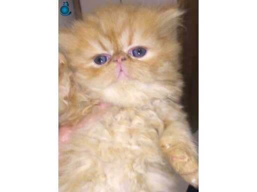 Muhteşem safkan anne babadan orjinal iran bebekler 