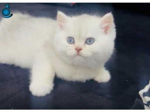 Safkan A kalite silver bebekler 