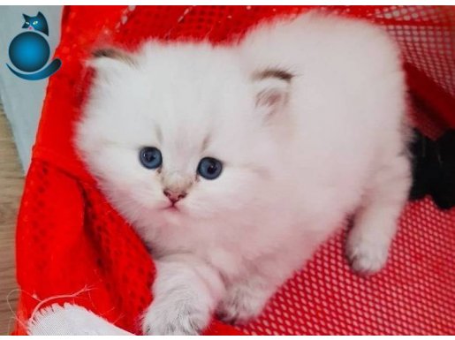 Safkan anne babadan silver point ve NS1133 bebekler 