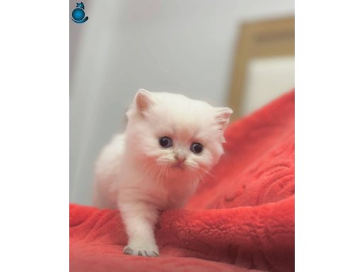 A kalite golden point çok güzel bebekler 