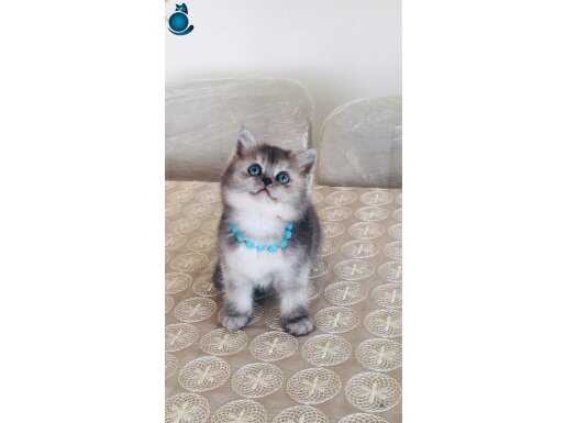 Safkan scr A kalite silver muhteşem bebekler 