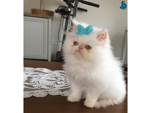 Safkan ipek tüylü orjinal iran persian bebekler 