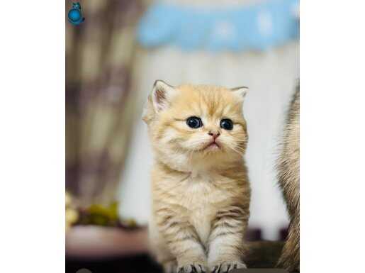 Safkan golden ny11 güzel bebek