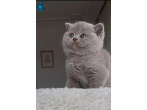 Safkan ırk britishshorthair bebekler 