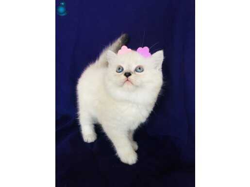 Safkan kalıcı mavi gözlü Ayı kafa silver point bebekler 