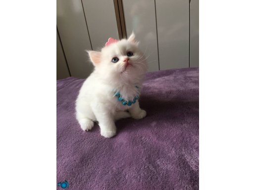 Minicik sütlaç safkan maviş bebek 