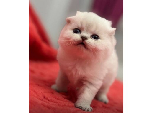 A kalite minik silver point fold bebek 