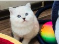 Safkan shorthair A kalite silver bebekler