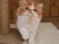 Safkan iran persian sıfır burun temas bağımlısı bebekler 