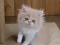 Safkan iran persian sıfır burun temas bağımlısı bebekler 