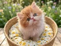 Safkan iran  persian bebekler