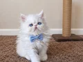 Doll face iran persian gözler muhteşem kalıcı mavi 