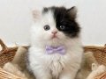A kalite iran chinchilla maskeli bebek 