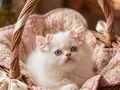 A kalite iran chinchilla güzel bebek 
