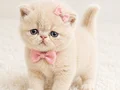 Orjinal anne babadan iran exotic bebekler 