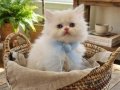 A kalitede  ny1133 kalıcı mavi gözler muteşem  güzellik 