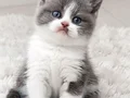 Üst kalite bicolor bebek 