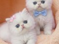 Safkan doll face persian bebekler 