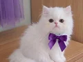 A kalite iran persian bebek yüzlü bebek