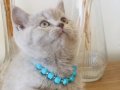 British shorthair  safkan  bebekler 