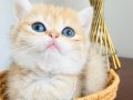 Britishshorthair golden ny11 safkan bebekler