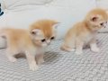 Britishshorthair safkan aşırı sevimli golden bebekler
