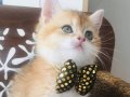 British shorthair golden ny11  bebek  