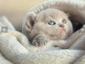 Orjinal britisshorthair  ayı kafa safkan bebekler 