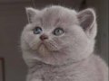 Safkan ırk britishshorthair bebekler 