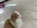 Muhteşem güzellikte 