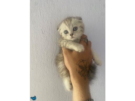MÜKEMMEL GÜZELLİKTE SİLVER FOLD OĞLUMUZ