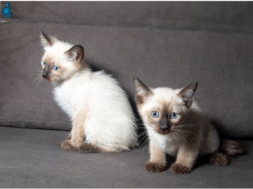 YAKIŞIKLI SİYAM KEDİLERİMİZ