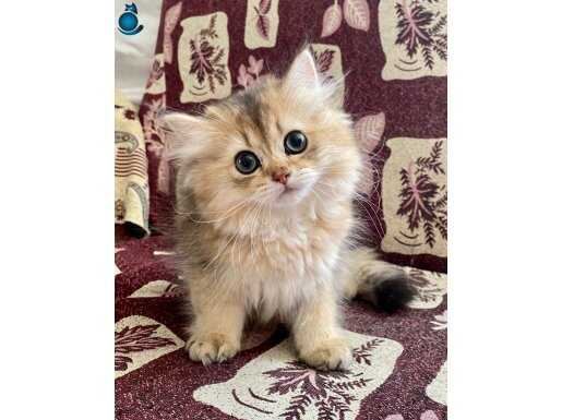 Fazla güzel BRITISH Longhair kızımız 