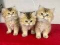 GOLDEN BRITISH LONGHAIR KIZLARIM