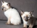 YAKIŞIKLI SİYAM KEDİLERİMİZ