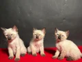 MÜKEMMEL KALİTE SİYAM BEBEKLER