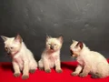 MÜKEMMEL KALİTE SİYAM BEBEKLER