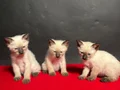 MÜKEMMEL KALİTE SİYAM BEBEKLER