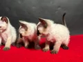MÜKEMMEL KALİTE SİYAM BEBEKLER
