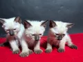 MÜKEMMEL KALİTE SİYAM BEBEKLER