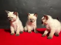 MÜKEMMEL KALİTE SİYAM BEBEKLER