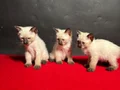 MÜKEMMEL KALİTE SİYAM BEBEKLER