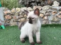 2 AYLIK SİYAM ERKEK YAVRUMUZ (KIVRIK KUYRUK)