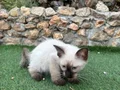2 AYLIK SİYAM ERKEK YAVRUMUZ (KIVRIK KUYRUK)