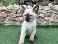 2 AYLIK SİYAM ERKEK YAVRUMUZ (KIVRIK KUYRUK)
